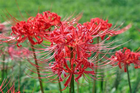 彼岸花風水|彼岸花（ヒガンバナ）の花言葉｜花の特徴、名前や花 